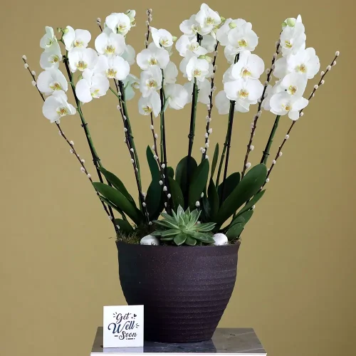 Orchid Arts(فنون الأوركيد)