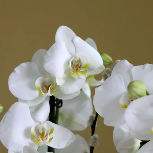 Orchid Arts(فنون الأوركيد)
