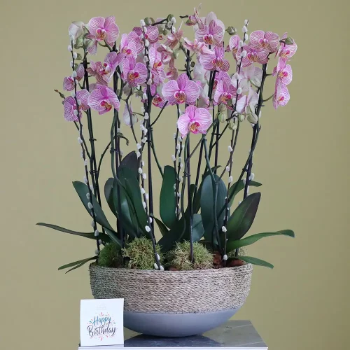 Classic Peach(الخوخ الكلاسيكي)