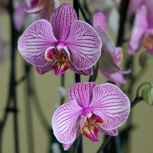 Classic Peach(الخوخ الكلاسيكي)