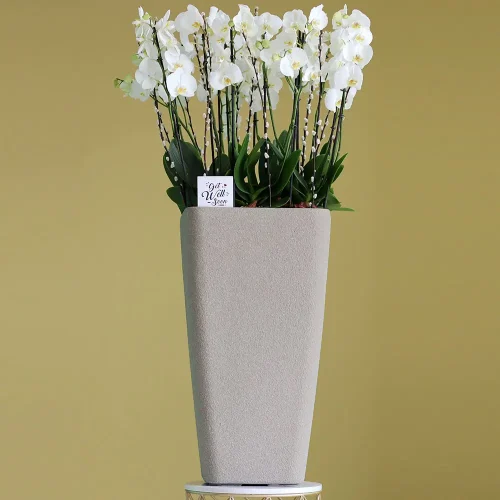 Towering Orchids (الأوركيد الشاهقة)