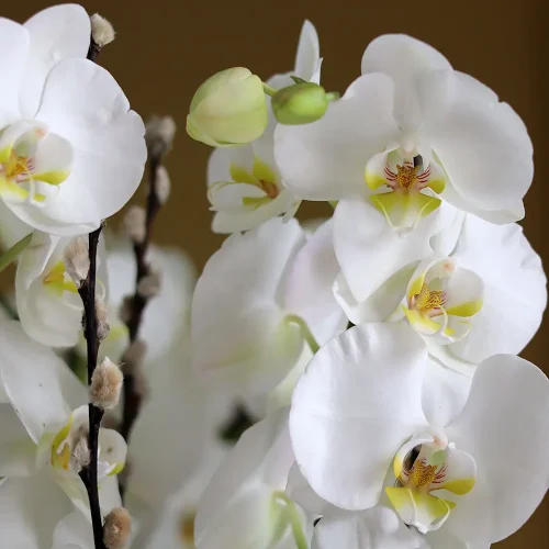 Towering Orchids (الأوركيد الشاهقة)