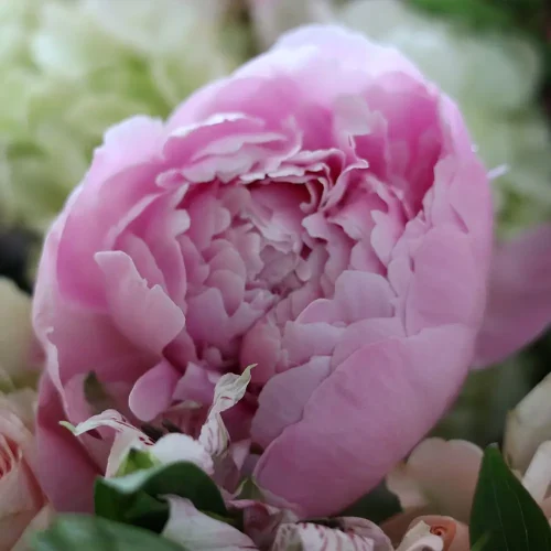 Pleasant Pink-1(لطيف الوردي-1)