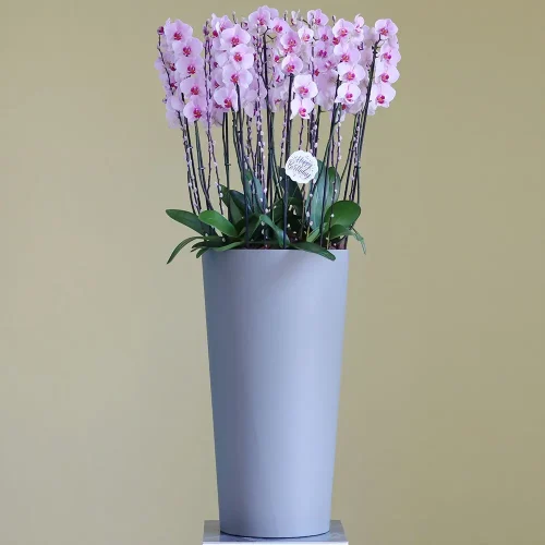 Loveliness Pink(جمال اللون الوردي)