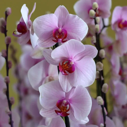 Loveliness Pink(جمال اللون الوردي)