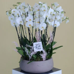 Blissful White(الأبيض السعيد)