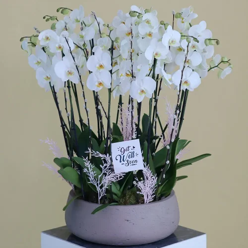 Blissful White(الأبيض السعيد)