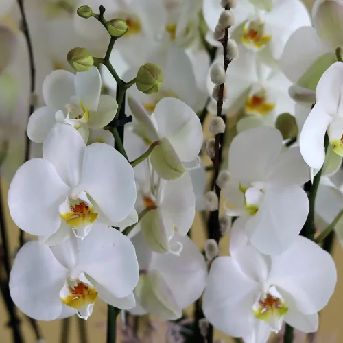 Blissful White(الأبيض السعيد)