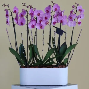 Solo Pink(سولو بينك)