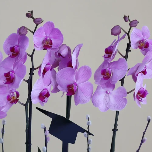 Solo Pink(سولو بينك)