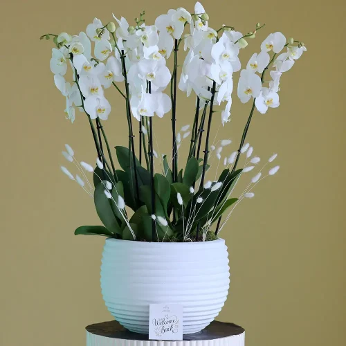 Florence(فلورانس)