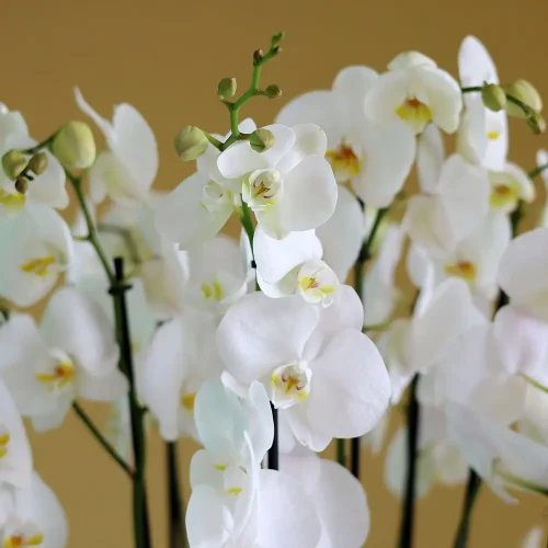 Florence(فلورانس)