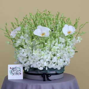 Glossy Orchids(زهور الأوركيد اللامعة)