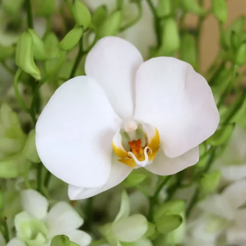 Glossy Orchids(زهور الأوركيد اللامعة)