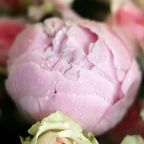 Blooms Peony(أزهار الفاوانيا)