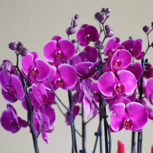 Royal orchids (بساتين الفاكهة الملكية)