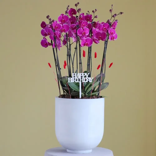 Royal orchids (بساتين الفاكهة الملكية)