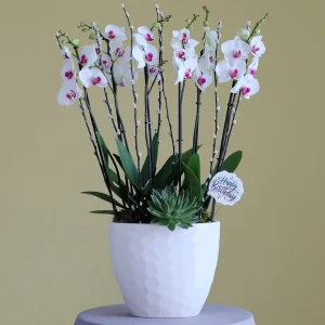 Classic Red Lips-4(أحمر الشفاه الكلاسيكي-4)