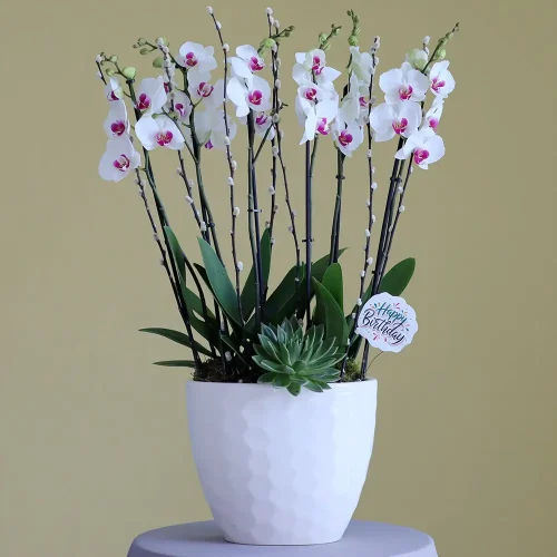 Classic Red Lips-4(أحمر الشفاه الكلاسيكي-4)