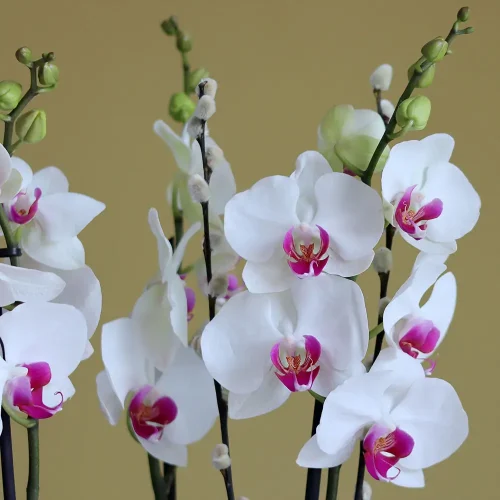 Classic Red Lips-4(أحمر الشفاه الكلاسيكي-4)