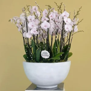 Round Lite Pink Orchid-1(روند ليت بينك أركيد-1)