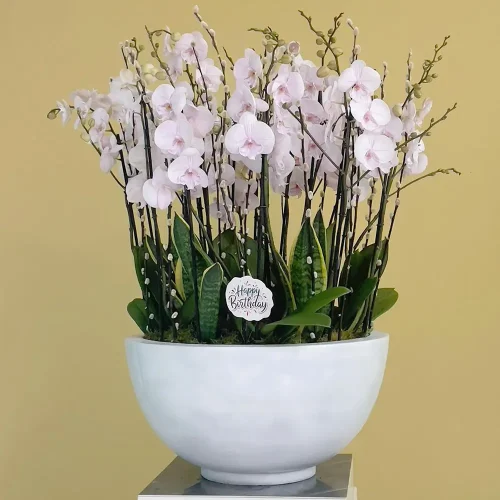 Round Lite Pink Orchid-1(روند ليت بينك أركيد-1)