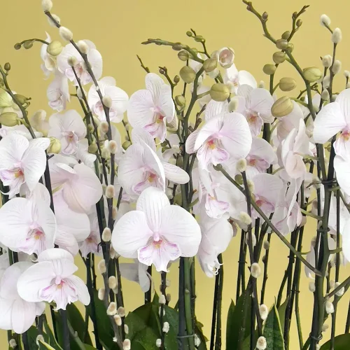 Round Lite Pink Orchid-1(روند ليت بينك أركيد-1)