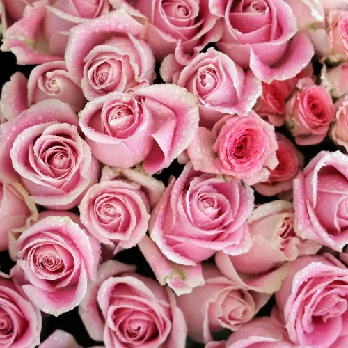 Pure Pink(وردي نقي)