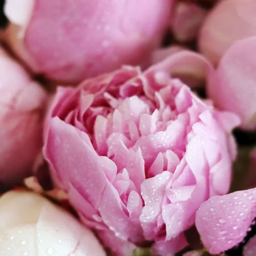 Classic Peonies(الفاوانيا الكلاسيكية)