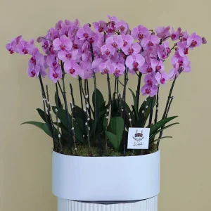 Perfect Pink(اللون الوردي المثالي)