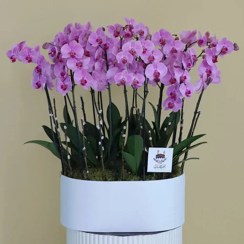 Perfect Pink(اللون الوردي المثالي)