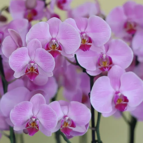 Perfect Pink(اللون الوردي المثالي)