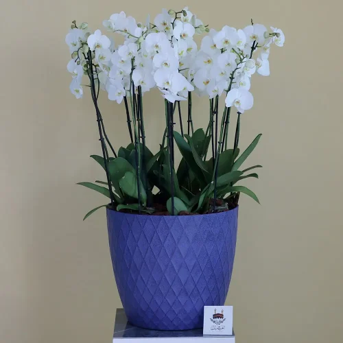 Pure White(أبيض نقي)