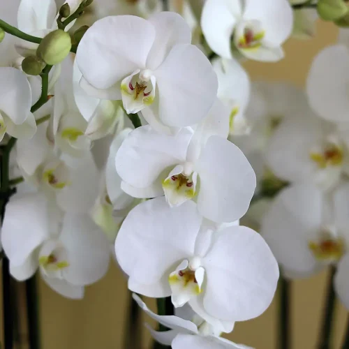 Pure White(أبيض نقي)