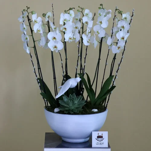 Dreamy White(أبيض حالم)