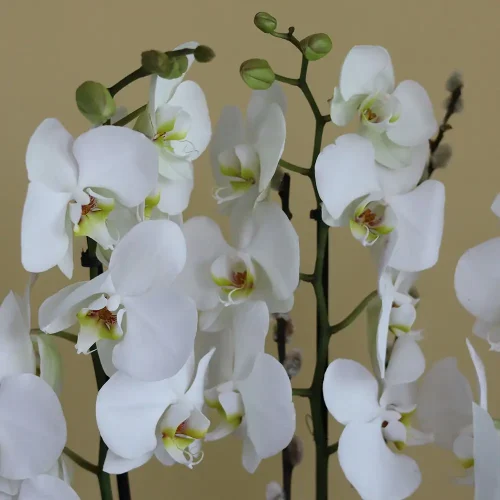 Dreamy White(أبيض حالم)