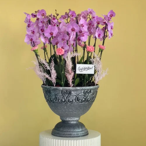 Elite Pink(إيليت بينك)