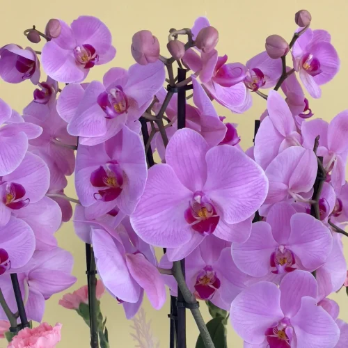 Elite Pink(إيليت بينك)