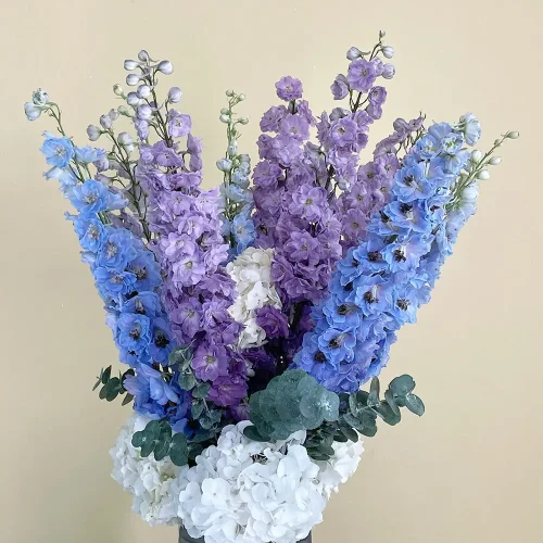 Delphinium Dewi(دلفينيوم ديوي)