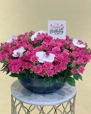Amazing Pink(الوردي المذهل)