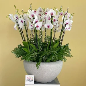 Elegant Vase(الفازة الأنيقة)