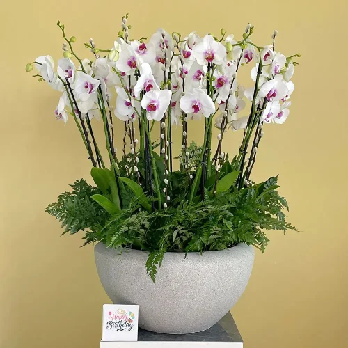 Elegant Vase(الفازة الأنيقة)