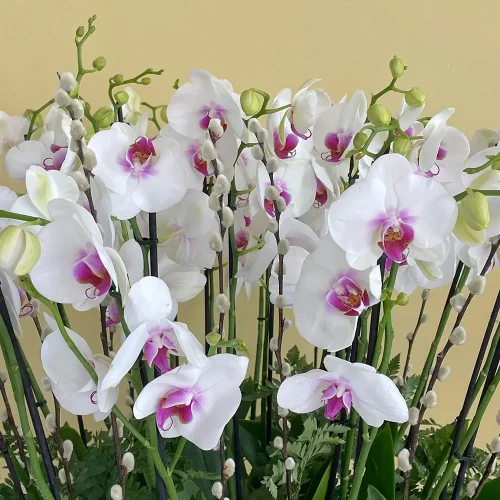 Elegant Vase(الفازة الأنيقة)