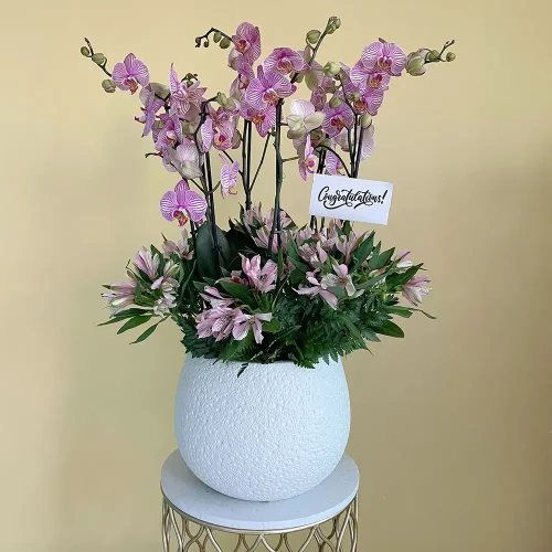 Classic Pink(الوردي الكلاسيكي)