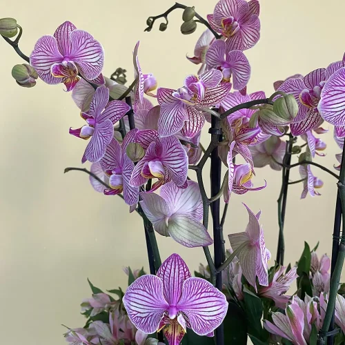 Classic Pink(الوردي الكلاسيكي)