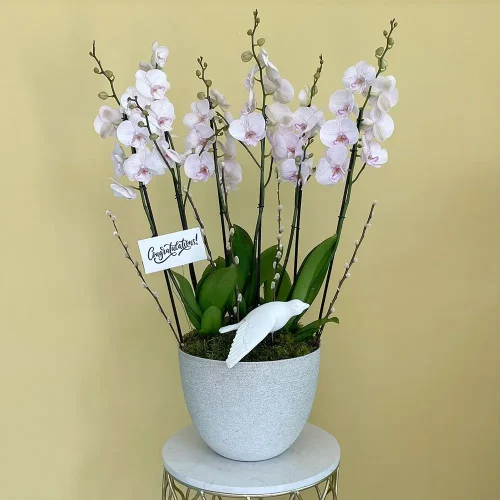 Lite Pink 1(وردي فاتح 1)