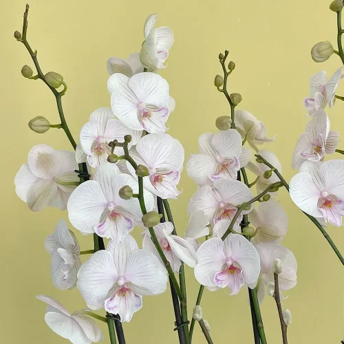 Lite Pink 1(وردي فاتح 1)