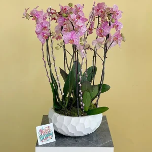 Classic Peach-1(الخوخ الكلاسيكي-1)