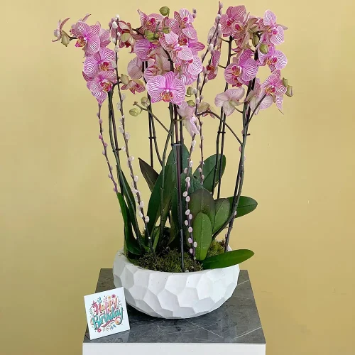 Classic Peach-1(الخوخ الكلاسيكي-1)