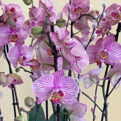 Classic Peach-1(الخوخ الكلاسيكي-1)